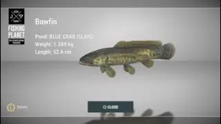 How to catch Bowfin at Blue Crab Island