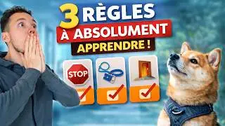 Les 3 règles d'éducation à apprendre en priorité ABSOLUE à ton chien