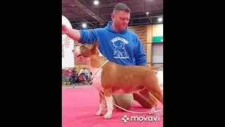euro dog show 2022 trip from Malta to paris