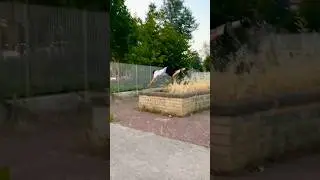 Parkour line #extreme #parkour #jumpclub #extremesports