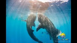 Dive the Galapagos with Kids Sea Camp.