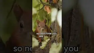 Squirrels! Nature's little helpers #facts #funfacts #squirrel #tree #forest #nature#didyouknow #fyp