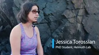 Mussel Ecology in the Gulf of Maine
