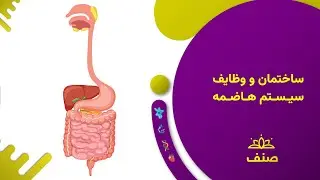 صنف - بیولوژی صنف نهم - درس ۱: ساختمان و وظایف سیستم هاضمه