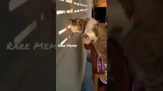 funny animals Try not to laugh part#1#funnuclips #funnyanimals #funnymemes #funnyshorts #funnyvideo