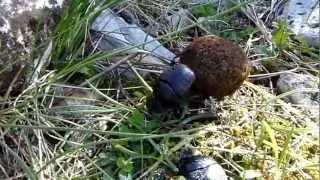 Balegar ili kotrljan