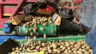 Tri de pommes de terre