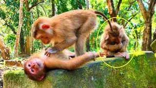 Sister Monkey Binky Sweet Grooming to Baila & Binky #cute #monkeybaby #monkeychallenge