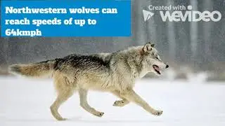 Northwestern Wolves