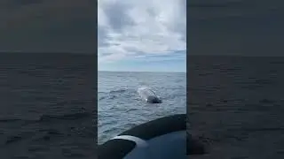 Sperm Whale touching boat in norway #nature