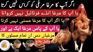 Murga Murghi Cross Nahi Karta? 100% Fertile Eggs Ka Secret | Aseel Breeding Problem Full Solution