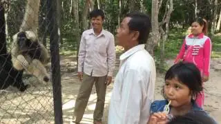 Amazing  Monkey Playing With Girl, Meeting Tourist 2016, Animal Attacks(new)