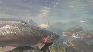 Drought at Bibury Trout Farm - BBC Points West - 18th October 2022