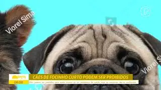 Reportagem sobre a proposta de proibi&ccedil;&atilde;o de c&atilde;es com focinho curto. DBPR 27/05/2024 Rede Pug Paran&aacute;
