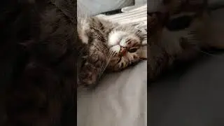Murochka is the perfect sleepyhead #best #cat #funnycats #humor #cat #beautifulcat #kitty #murka ...