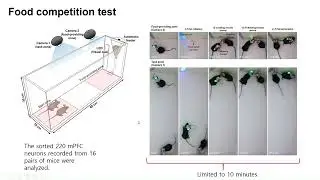 [저널미팅] Interference-free, lightweight wireless neural probe system