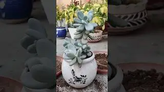 Repot Moonstone Succulent with me #succulet #succulentlove #repotting #gardning #ceramic #houseplant