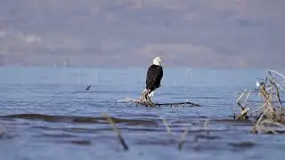 Stock Video - Ground level view of a Bald Eagle sitting on a branch in Utah Lake