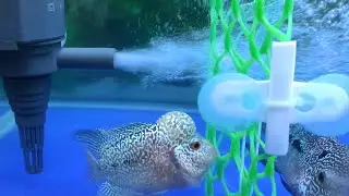 Best filter for aquarium in HINDI | SOBO WP 2550 Unboxing Price Review Attachments & Fitting