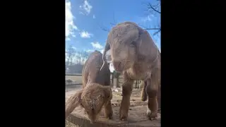 The baby goats are wrestling @FloppyPharm #cutegoats #babygoat #goat #love #positivevibes #goatkids
