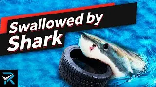 10 Craziest Things Swallowed by a Shark!