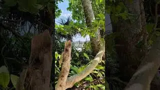 Similan Island no 4 - Koh Miang