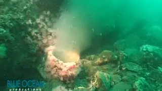 Goleta Wastewater Outfall
