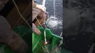 20v bilge pump stick