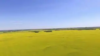 Canola - Flowering Western Canada