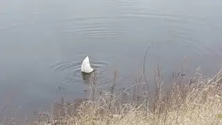 Whooper swan feeding