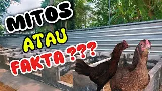 MITOS ATAU FAKTA Anakan dari Indukan Yang Baru Pertama Bertelor Kita Tetaskan Ke Pake Atau Tidak ???