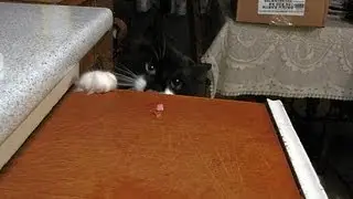 Spiffy..... The Ham..... THIEF!