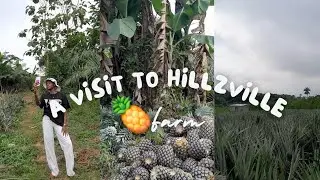 A day in my life at a Pineapple Farm 🍍 | Nigeria