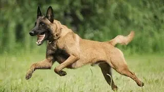 top quality Belgian malinois & Lab puppies for sale in telugu | Martur | 9059080363 | Nagendra pets