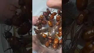 edible insect #high protein #insect protein #food