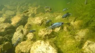 Rio Sonoyta Pupfish