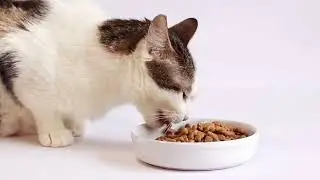Help Your Cat Cope with Fireworks: Tips & Tricks