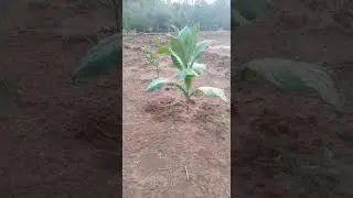 Tobacco, pangunahing sangkap sa sigarilyo paano ba aanihin?