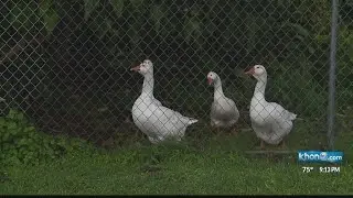 Animal removal in Enchanted Lake area suspended