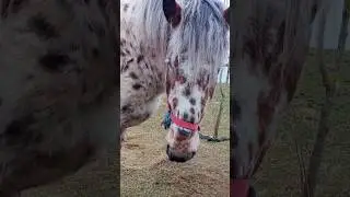 Getting to know the spotted horse 🐴 101 zoom-zoom / Знакомимся с пятнистой лошадкой 🐎 101 + #horse