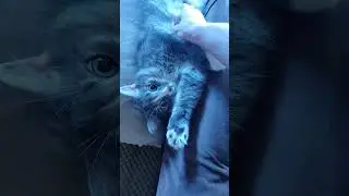 leon the vampire cat and lucy the prickly cat