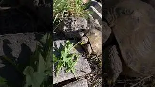 Rita, the Russian Tortoise, Eating A Dandelion 🐢🌼 #tortoise