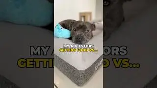 Living my best life 😍 #hippo #dog