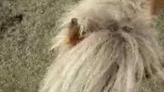 Frisky Wild Pony