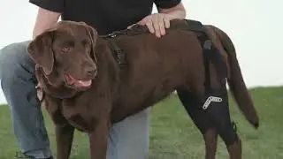Walkabout Double Knee Brace Demonstration