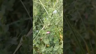 Irish Wildflowers: Restharrow