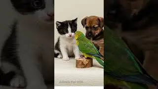 🦜 Parrot Surprises Baby Kitten & Puppy! 🐶🐱💥 Cutest Reaction Ever! 💖🦜&rdquo;