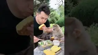 Cute Jungle Monkeys Life