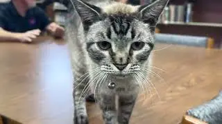 Browser the Cat