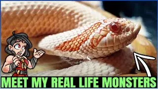 Meet the Two New Baby Wyverns - Monsters in Real Life! (Reptile Collection & Animal Showcase)